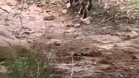 Shocking! Tiger and Dog Fight