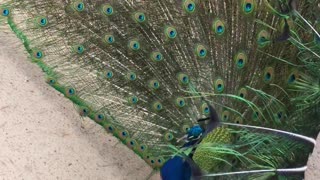 Confused Peacock Presents to White Turkey