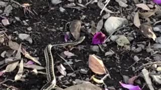 Snake struggles to get up steep hill