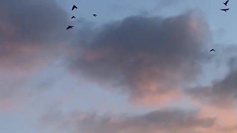 Beautiful sunset with flying birds