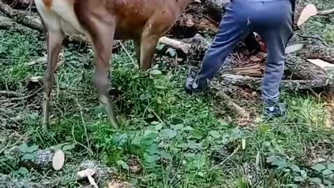 Elk Tries to Get Attention From a Man Cutting with Chainsaw