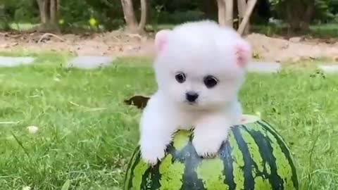 Funny Puppy Videos 2021 _ cute pet #shorts