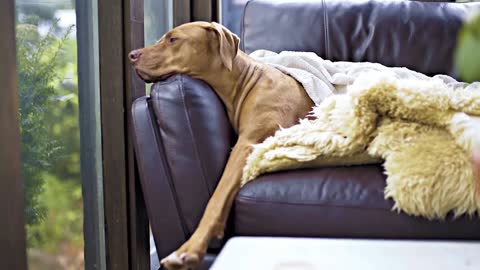 Relaxing Dog || Relaxing Dog On Sofa