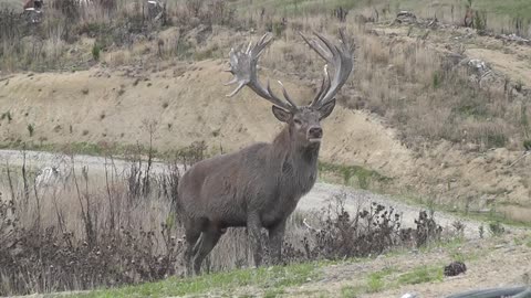 Red Stag roaring