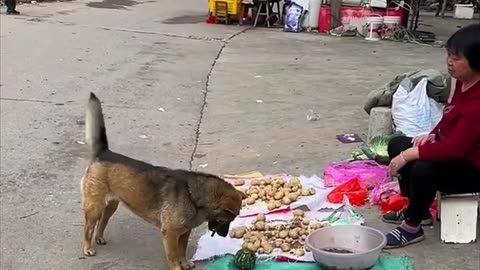 High IQ dog helps owner to buy groceries