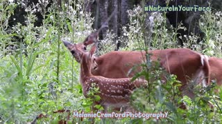 Whitetail Deer Family