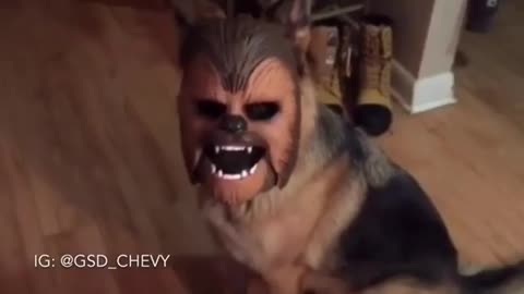 The Force is Strong With This Dog.