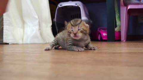 A blind kitten learns to crawl, and his mother helps him