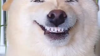 Dog laughing 😂