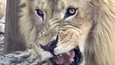 Whining lion