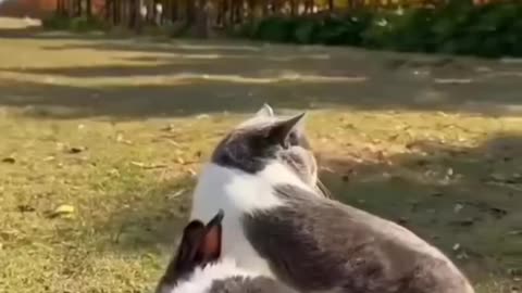 New Funny Videos 🐱🐶😍 Cutest Cats and Dogs 😍🐱🐶 Part 3