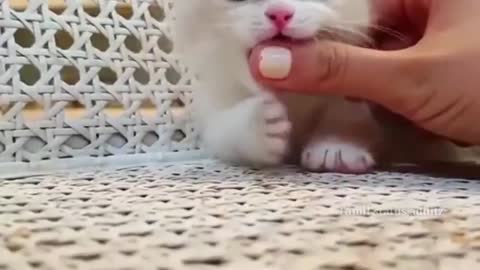 Cute and Funny Cat Videos Compilation