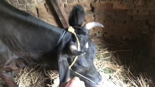 my one cow is pregnant