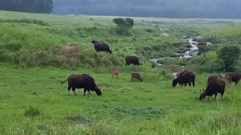 Similipal tiger reserve odisha india