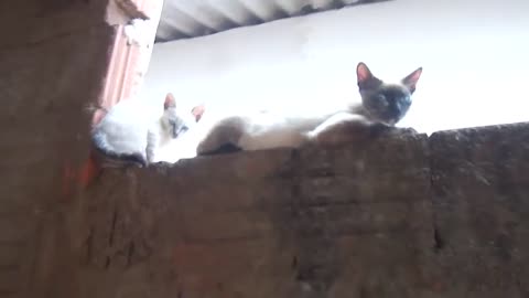 Kitten Climbing the Wall