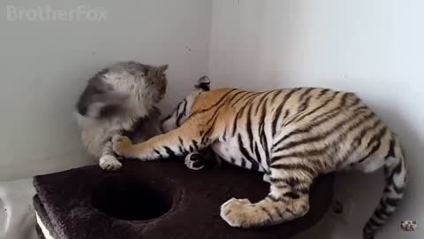 Meet the little tiger cubs