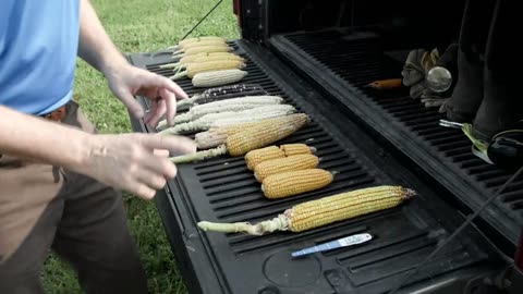 Stages of Corn Growth & Seed Development