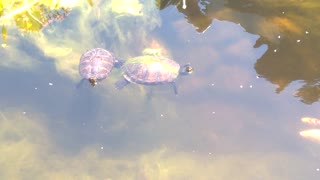 Turtle Family in Pond