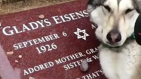 Husky are most emotional dog in the world he is crying for his owner