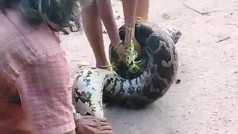 Big snake 🐍 catch in village by a small boy