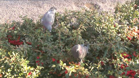 Las Vegas Pigeons enjoy a Buffet of Berries atop a bush!