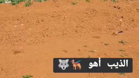 Dogs kill fox