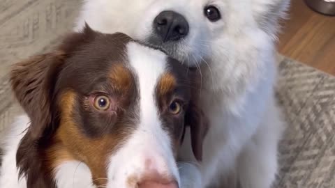 Huge Newfoundland Files His Own Nails