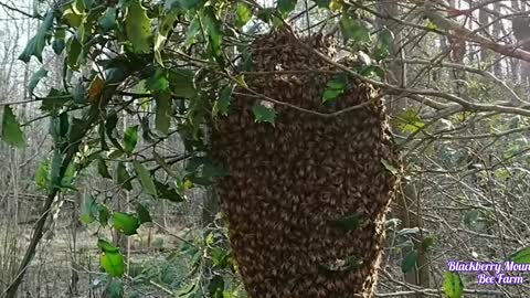 Catching A Honeybee Swarm