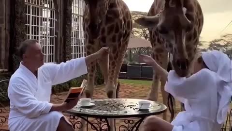 Giraffe attacks couple