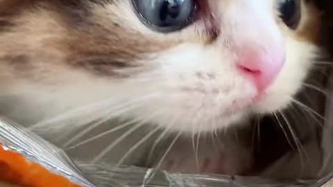 Cute and Sweet Cat Videos to Keep You Smiling! 🐱