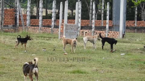 Black Labrador Retriever versus German Shepherd Dog meet with village dog