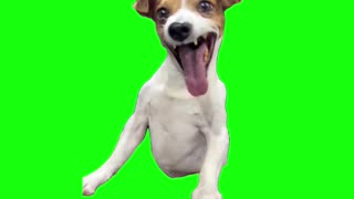 Laughing Dog Meme | Green Screen
