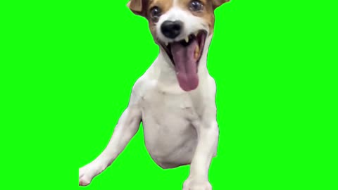 Laughing Dog Meme | Green Screen