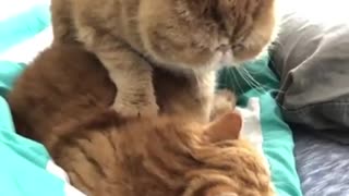 Cat Gives Feline Best Friend Adorable Relaxing Massage