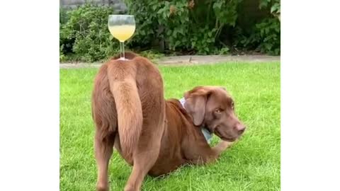 This dog can hold a glass with his butt