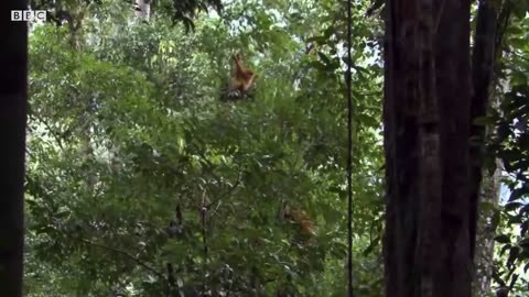 Incredible Orangutan Moments (Part 1) _ Top 5s _ BBC Earth