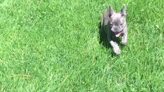 French Bulldogs Body Gives Up