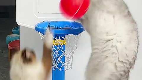 Slam dunk by mittens 😂😂🤣🤣