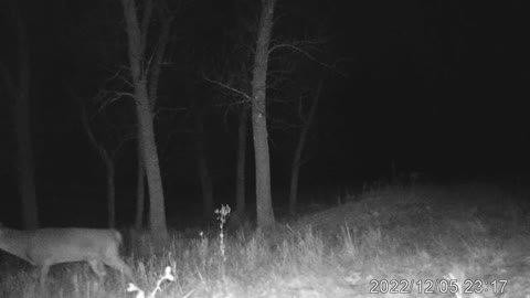 Deer Watching Game Camera Video