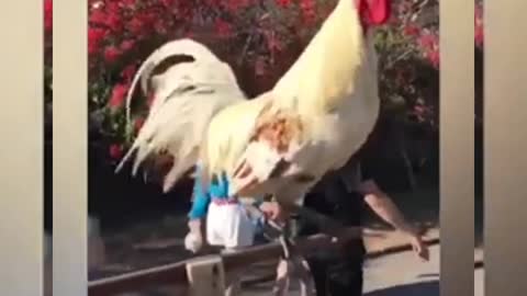 Cock Very amazing funny sense video, cock is going to public