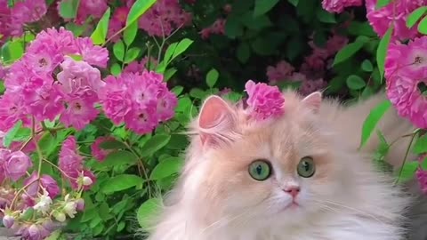 Beautiful Kitten Sister with pink flowers 🌺 💞 🐾