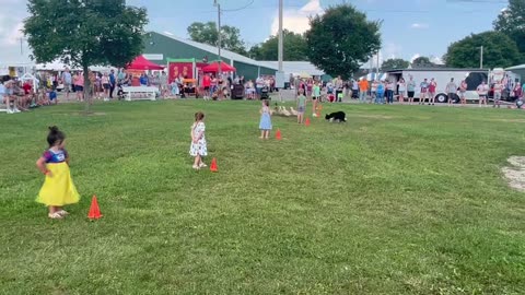 Border Collie Expertly Herds Ducks