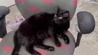 Adopting a Cat from a Shelter Vlog - Cute Precious Piper Demonstrates Her Office Management Skills