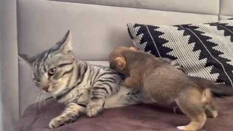 Funny cat 🐈 Reaction to puppies (kitty sees them for the first time)