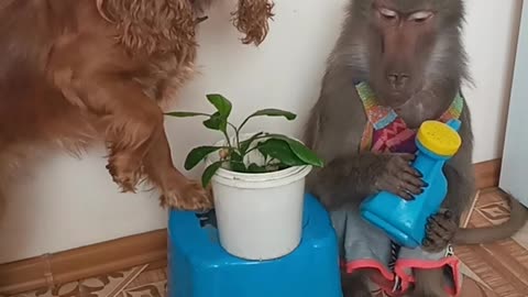 Nika the monkey and Shani the dog take care of the flower