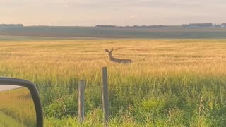 Mule Buck And Doe