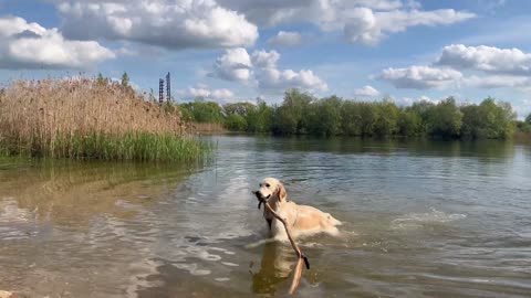 Dog Enjoys Fetch with Stick While Swimming