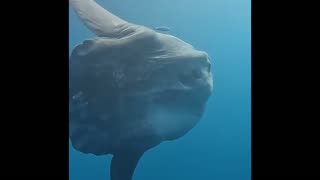 gigantic moonfish