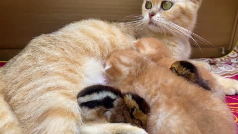 The chicks feel happy when they are with the mother cat and the kittens