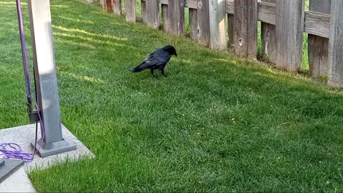 🐦‍⬛ Muh Crow!! 🐦‍⬛